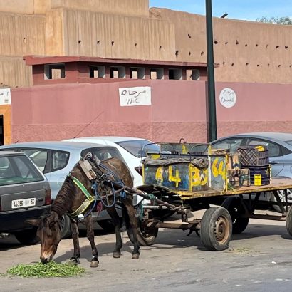 maultier in Marrakesch
